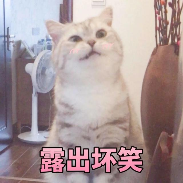 猫猫能有什么坏心眼呢表情包分享