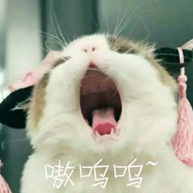 猫猫能有什么坏心眼呢表情包分享