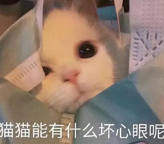 猫猫能有什么坏心眼呢表情包分享