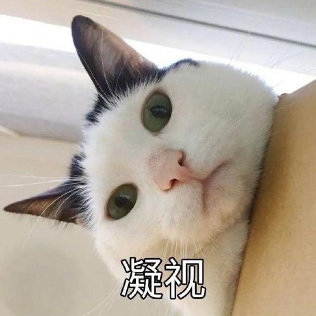 猫猫能有什么坏心眼呢表情包分享